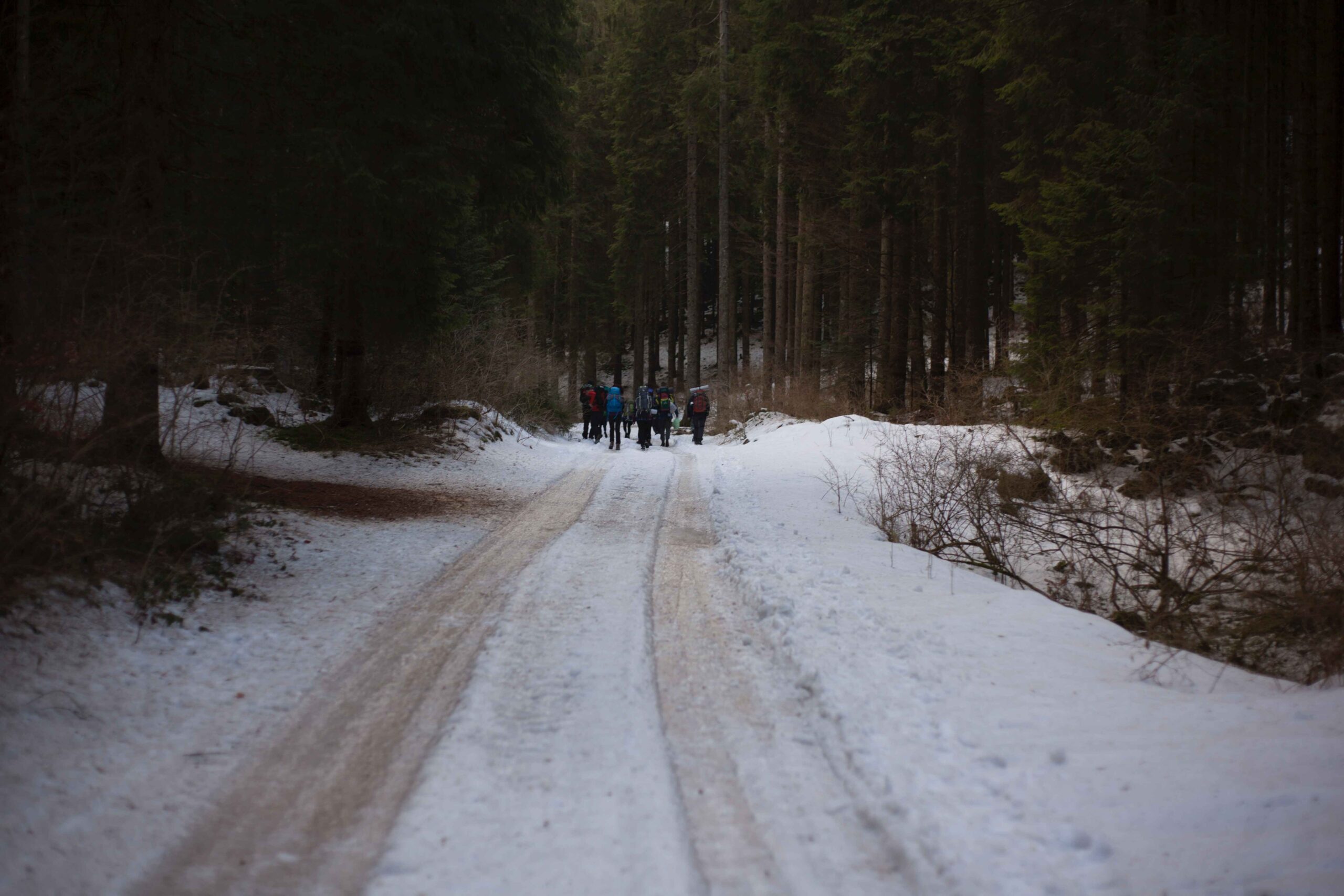 forest trekking in himachal forest