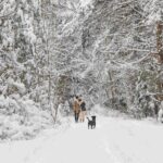 snow trekking with dog view manali